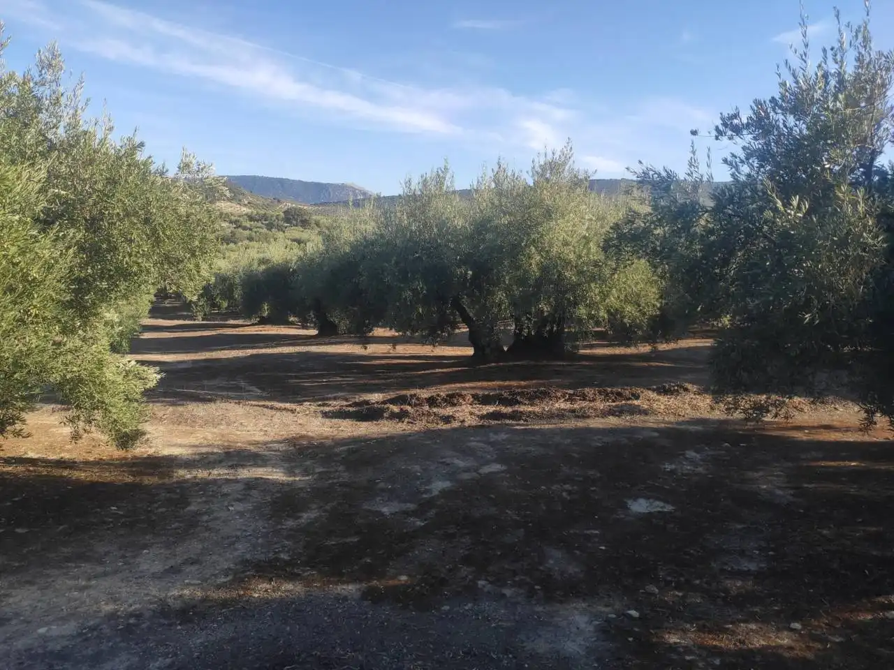 Rural land for sale in Calle TERMINO DE NUEVA CARTEYA