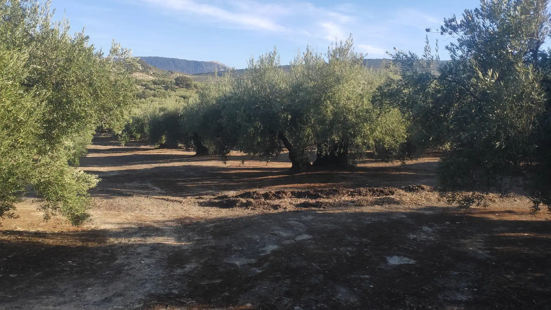 Terreno en venta en Nueva Carteya