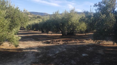 ESTUPENDA PARCELA DE OLIVAR MARTEÑO