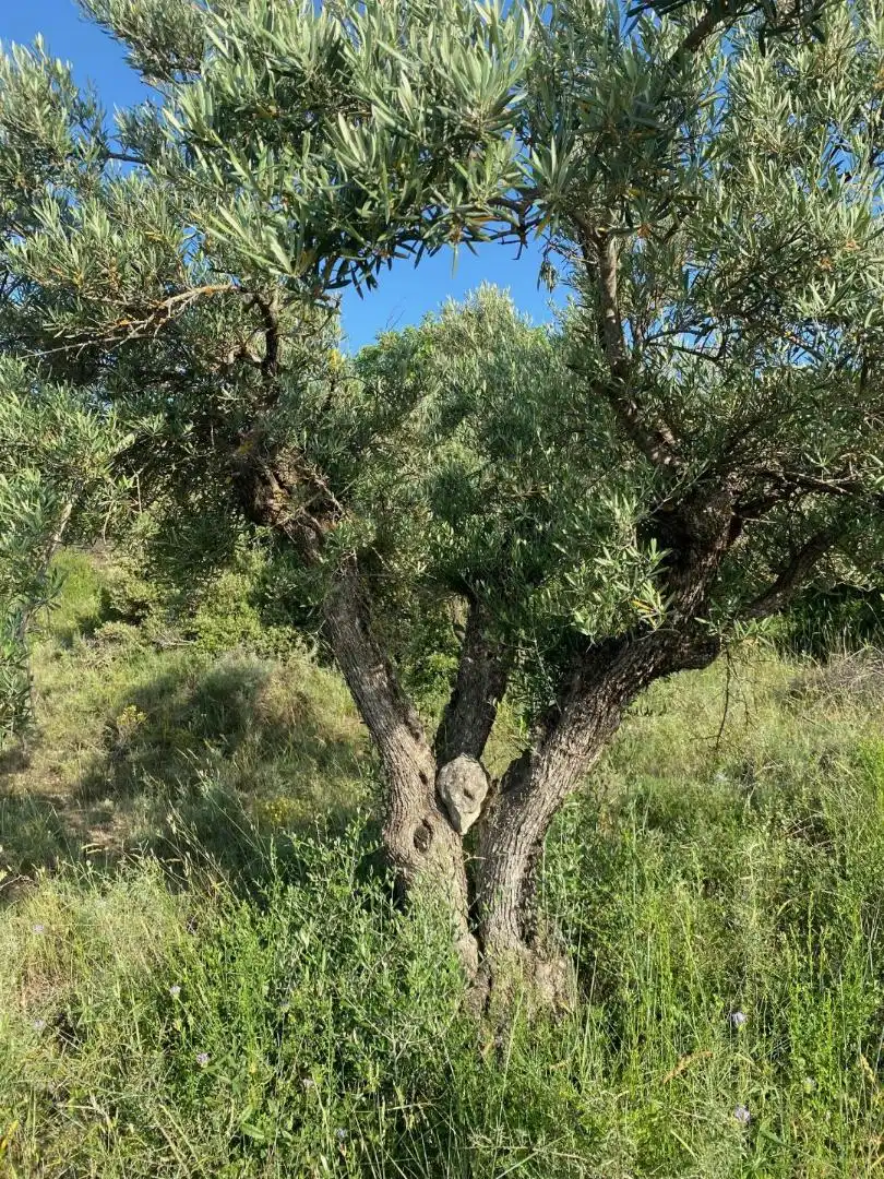 Garten von Grundstücke zur Miete in Loranca de Tajuña