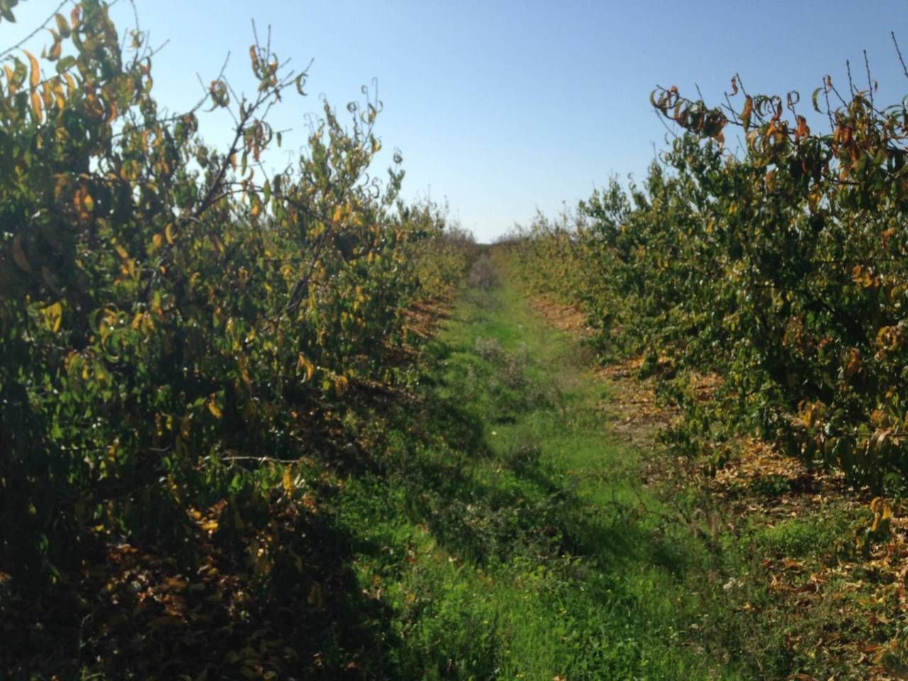 Land for sale in Villar de Rena