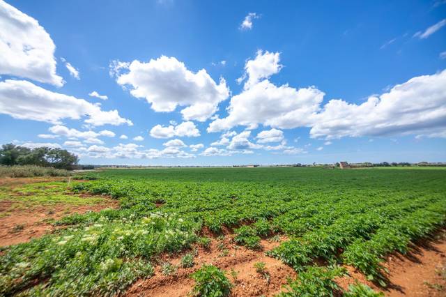 Finca rústica en Venta en Sa Casa Blanca