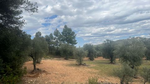 Finca de olivos en barrancos, immagine 2