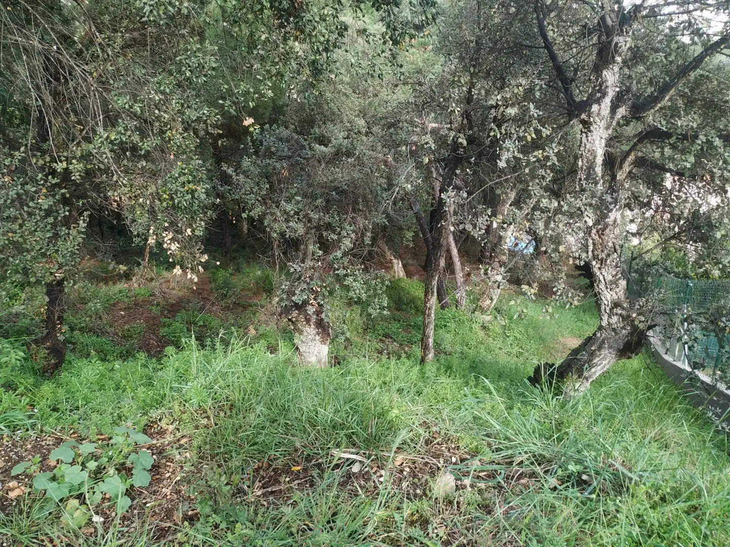 Terreny rústic en venda a Carrer del Berguedà, imagen 7