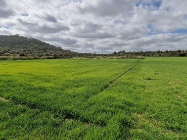 Terrenos y solares en venta en Manacor Centre
