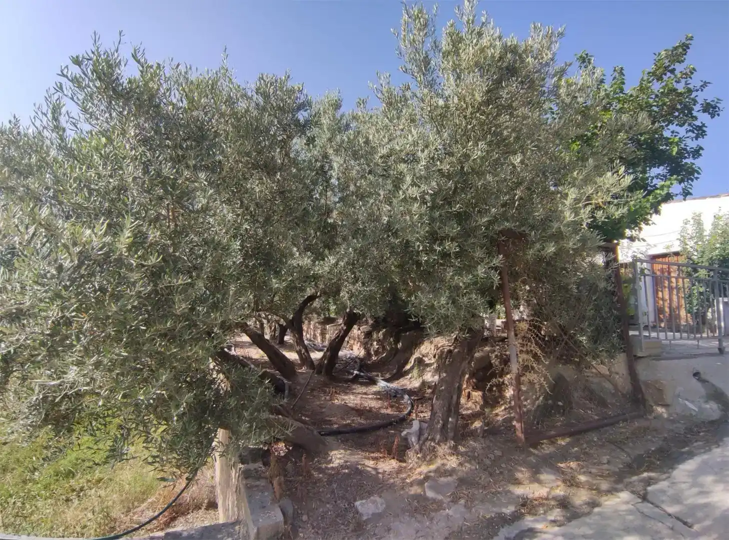 Jardín de Terreno en venta en Caniles