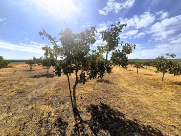 Rural land for sale in Moraleda de Zafayona