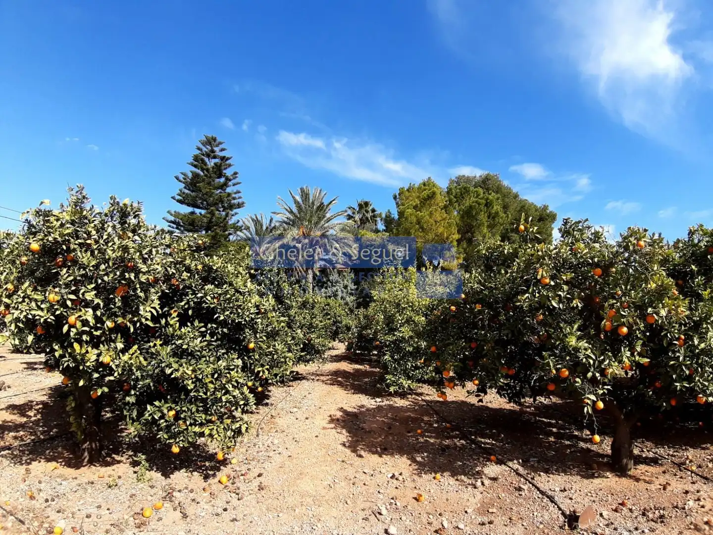 Jardín de Casa o chalet en venta en Albalat dels Tarongers con Terraza