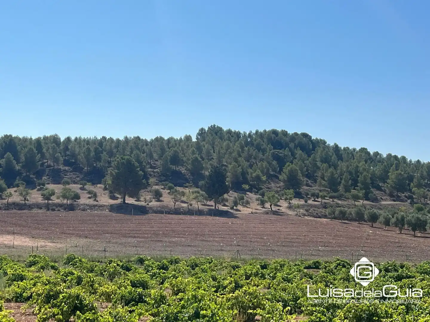 Terreno rustico in vendita a Concepción, imagen 11