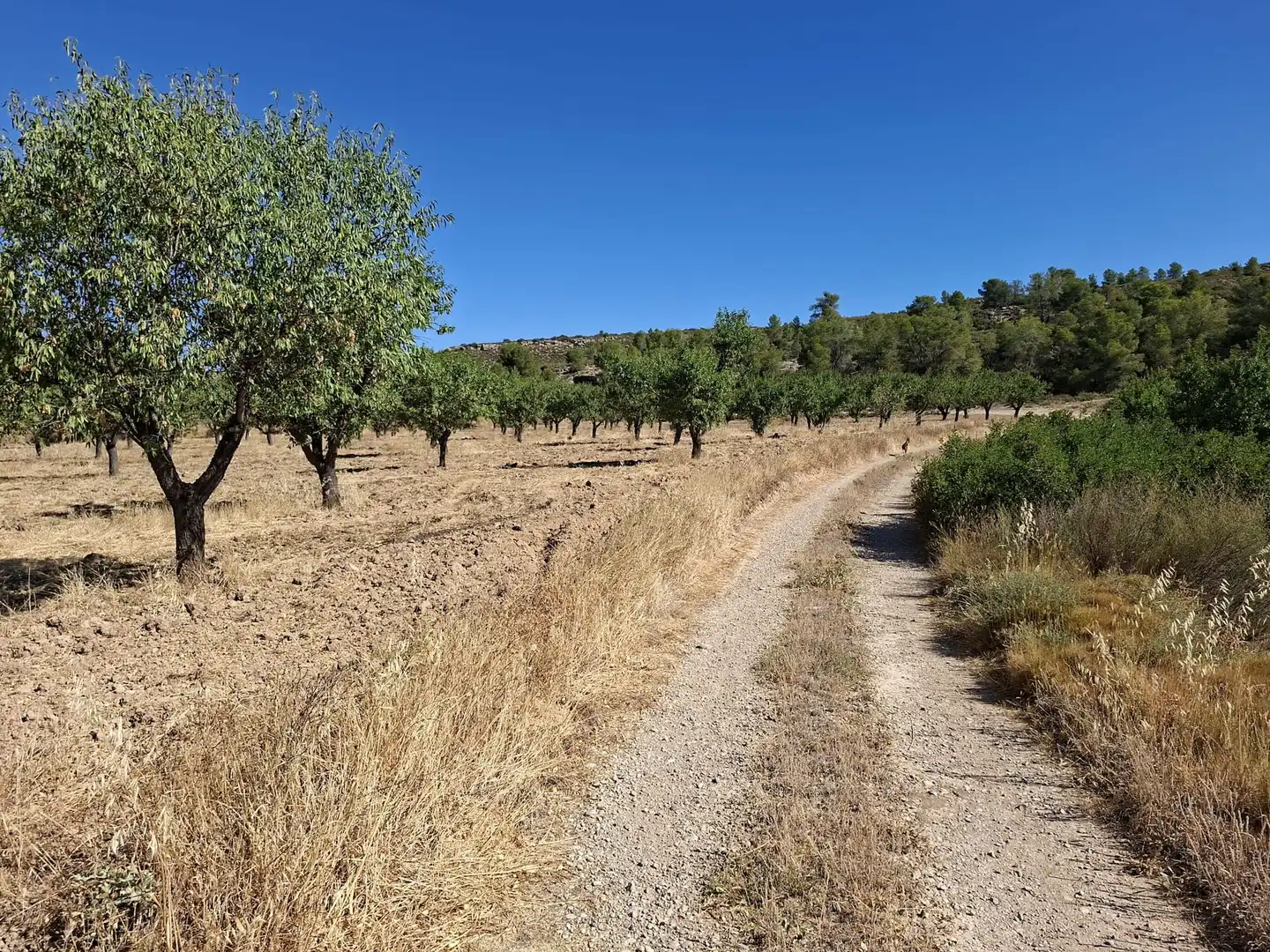 Finca rústica en venta en Maella