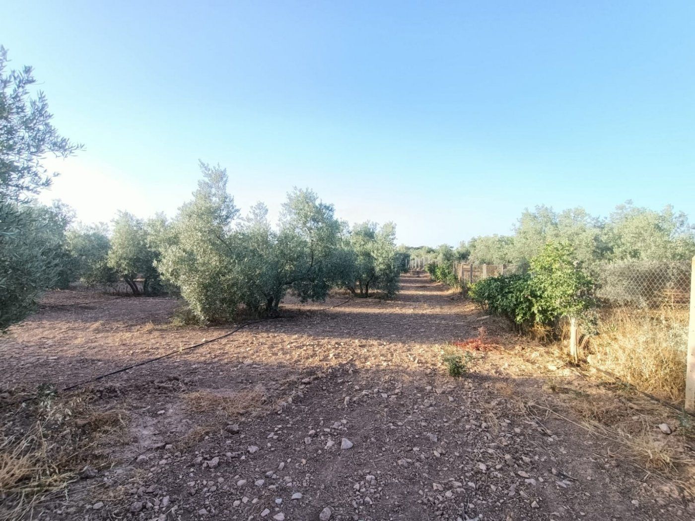 Finca rústica en venta en Antequera
