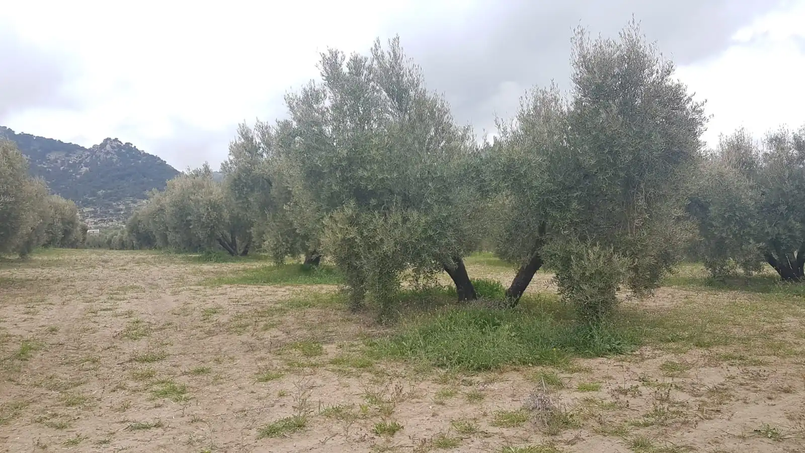 Terreni e lotti in vendita a Pozo Alcón