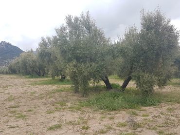 Rural land for sale in Pozo Alcón