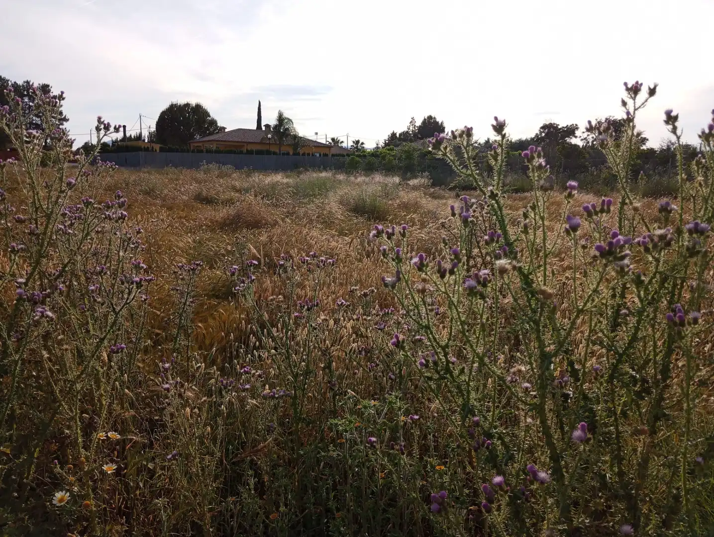 Terreno en venta en Murcia