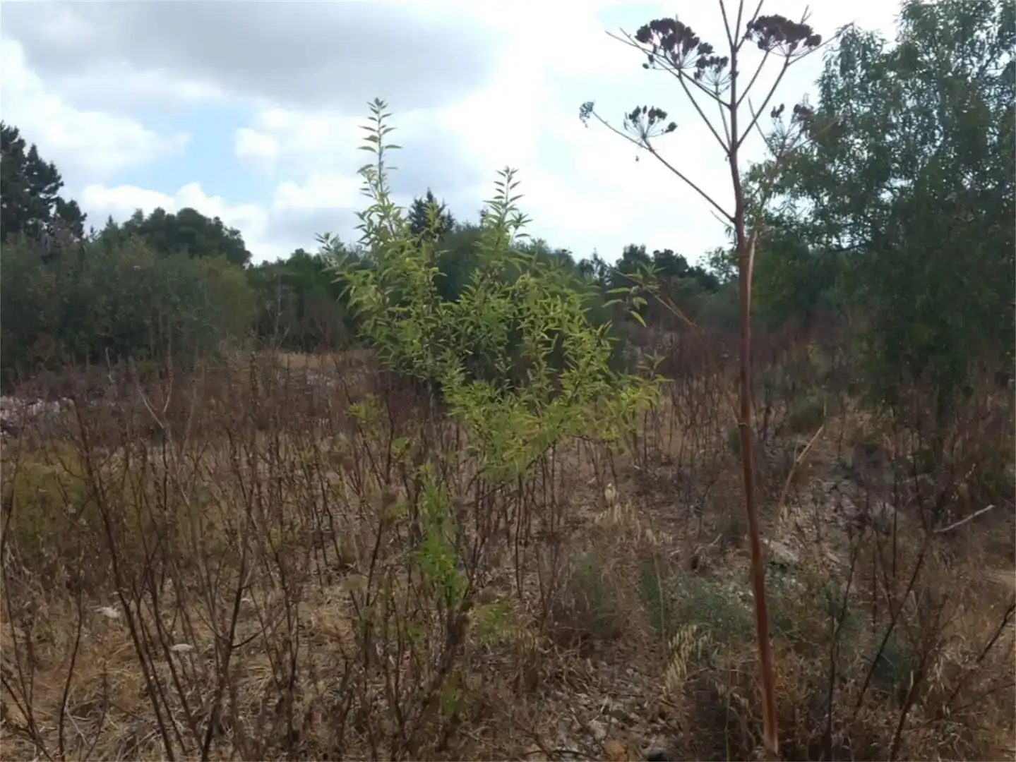 Finca rústica en venta en Eivissa