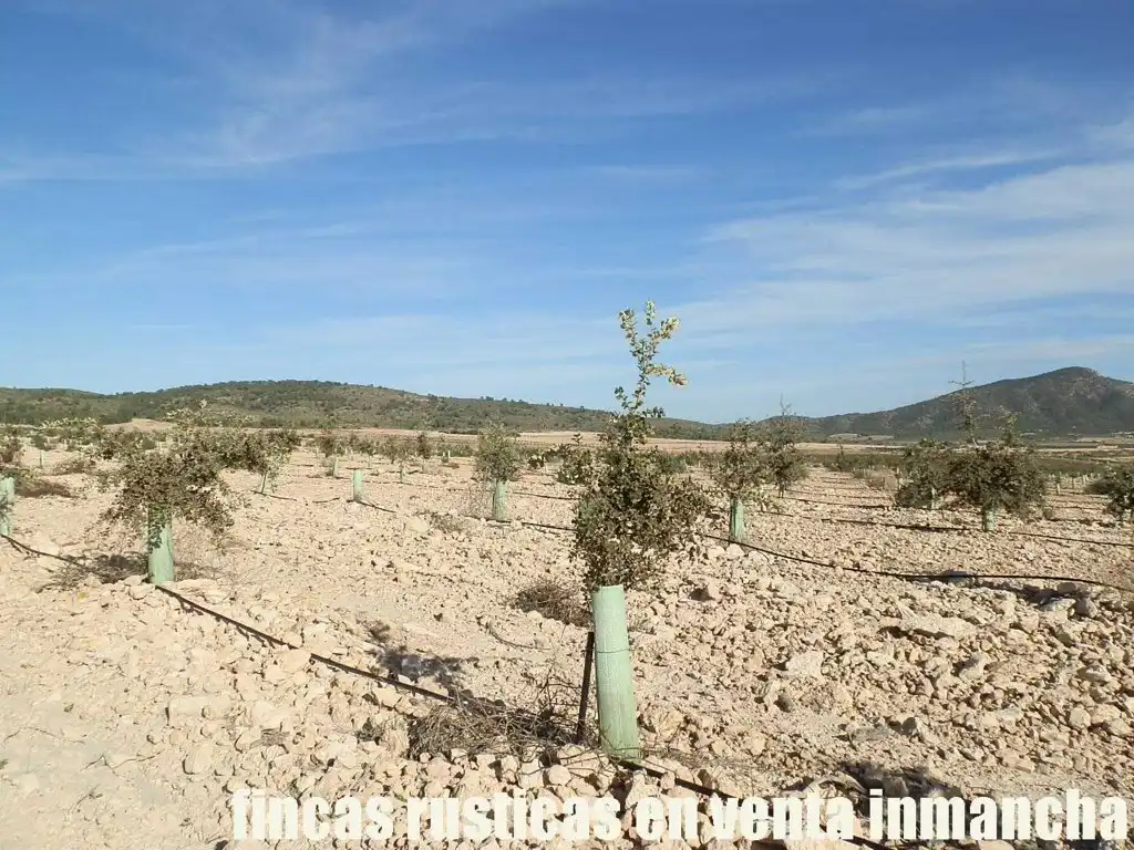 Rustikales Grundstück zum Verkauf in Jumilla, imagen 3