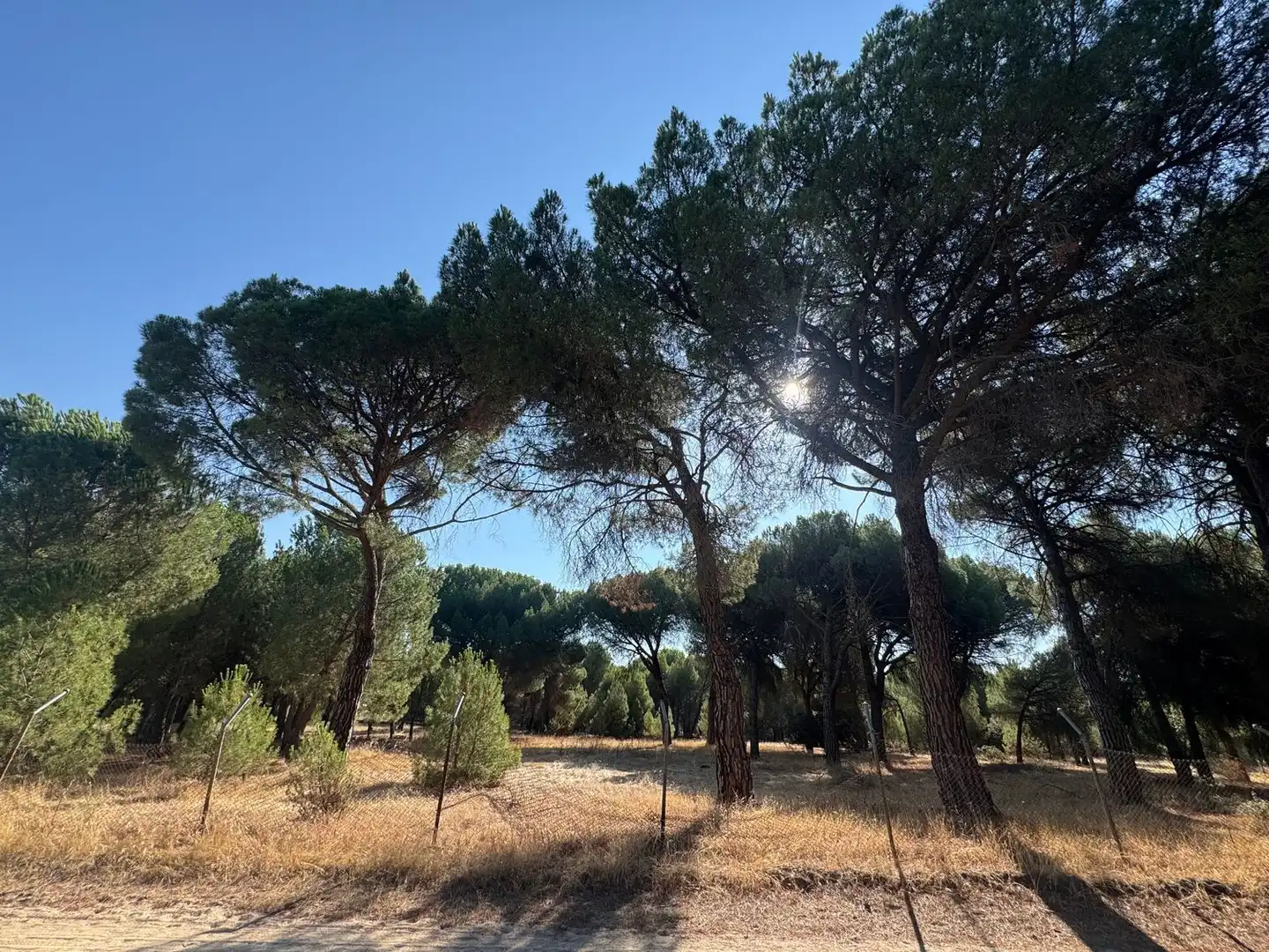 Rural land for sale in Camino del Serrano, imagen 9