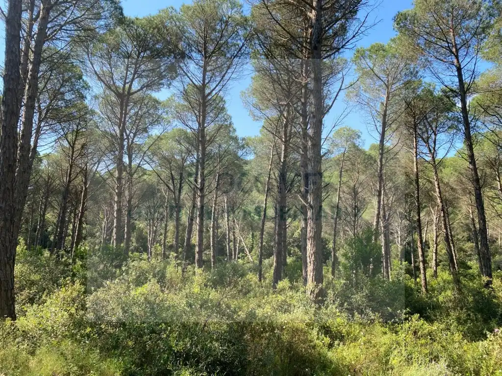 Land for sale in Pals