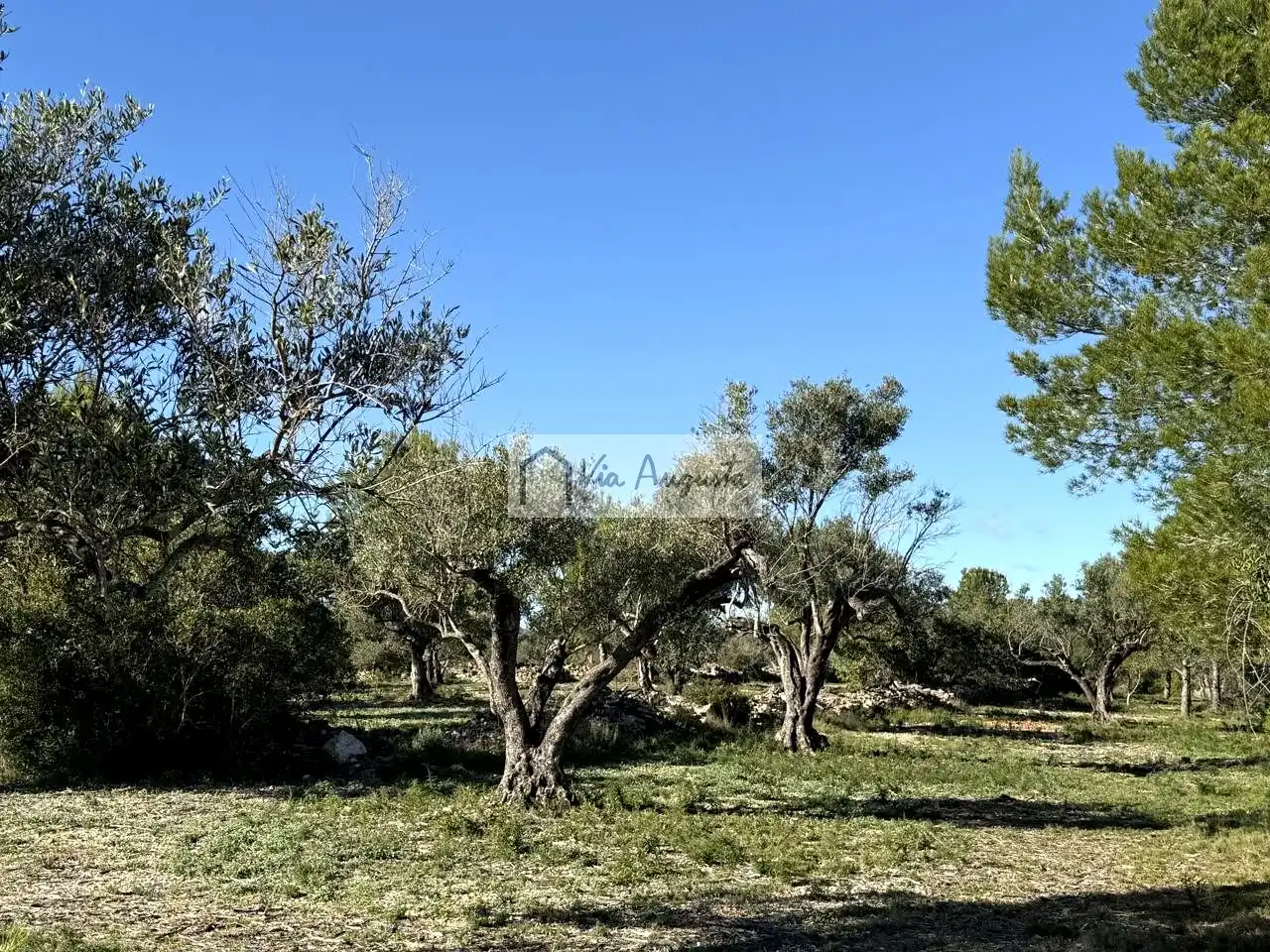 Terrenos y solares en venta en Arrivesando, imagen 3