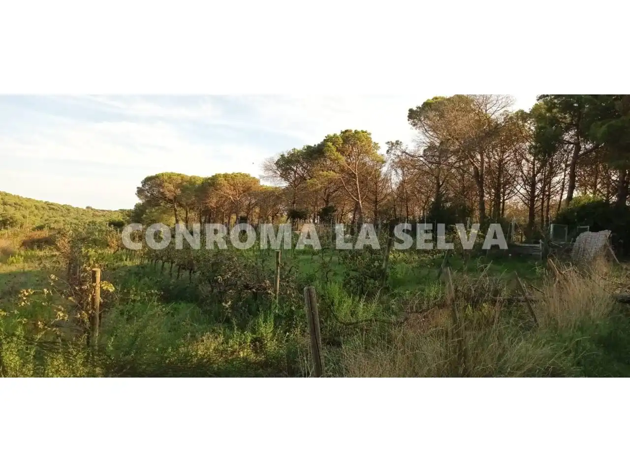 Terreno rustico in vendita a Mas Mora - Sant Daniel, imagen 6