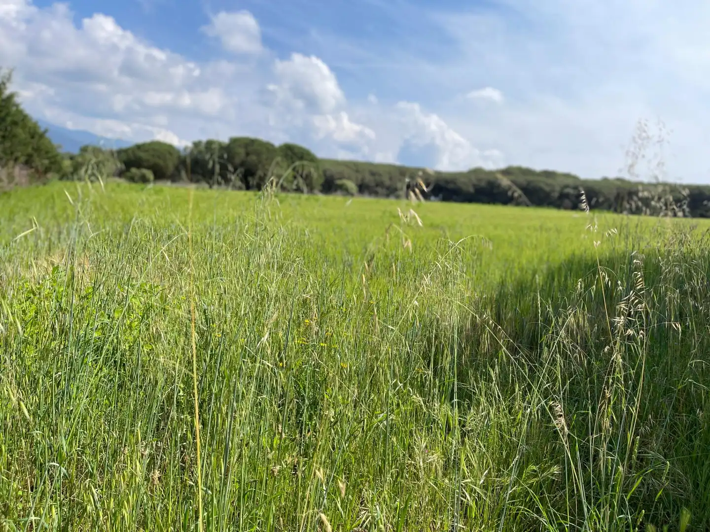 Terreno rustico in vendita a ALFOU Y S JAUME, imagen 9