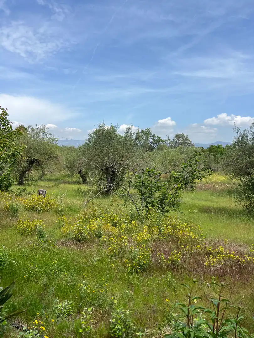 Grundstücke zum Verkauf in Botarell