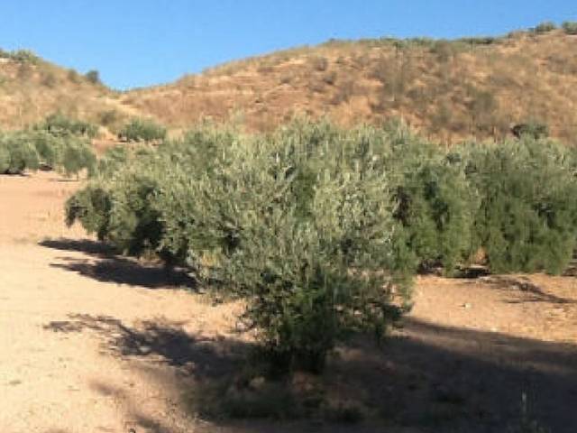 Terreno en Venta en Valdihuelos Y De Cahicena en Priego de Córdoba