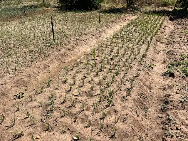 Finca rústica en venta en Vejer de la Frontera