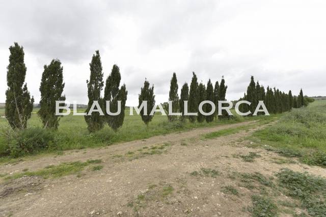 Terreno en Venta en Petra