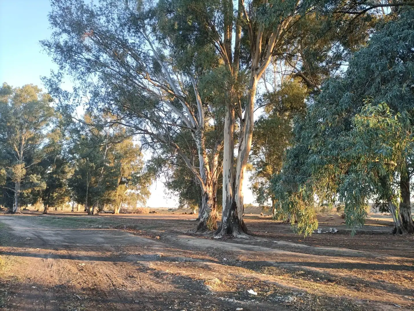 Terreno residenziale in vendita a Este - Alcosa- Torreblanca, imagen 4