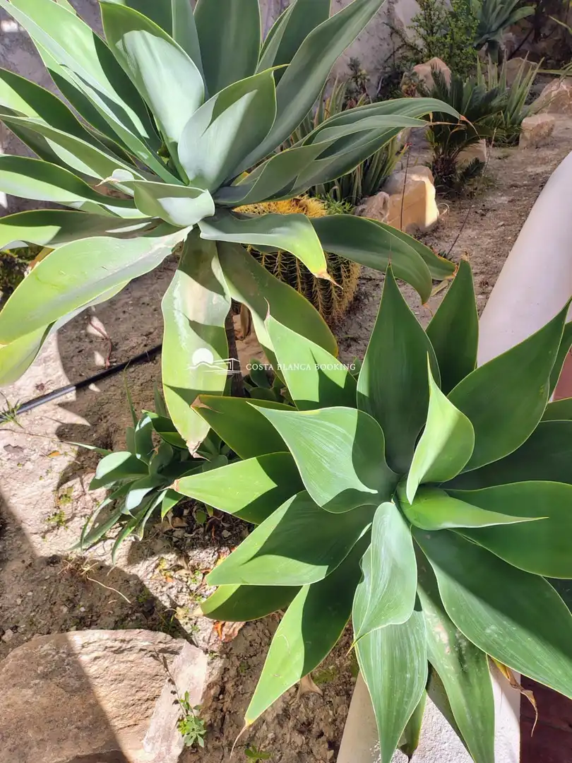 Jardí de Casa o xalet en venda en Villajoyosa / La Vila Joiosa amb Aire condicionat, Jardí privat i Piscina