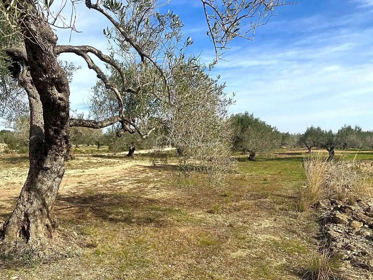 Terreno rustico in vendita a Planas, imagen 14