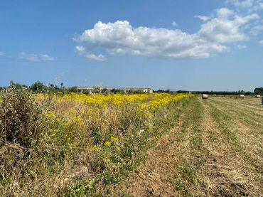 Terreno rustico in vendita a Sa Pobla