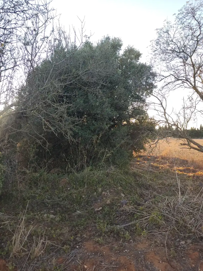 Terreno en venta en Conil de la Frontera