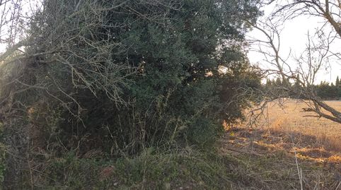 Foto 4 de Terreno en venta en Diseminado Pago Zorro, Roche, Conil de la Frontera