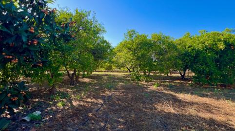Foto 5 de Finca rústica en venda a Pedreguer, Alicante