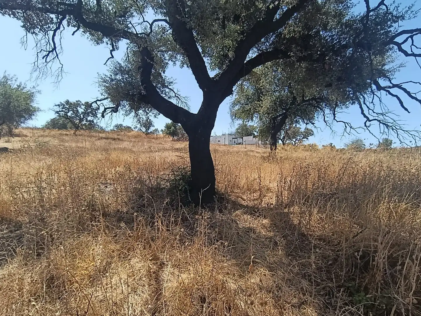 Terreni e lotti in vendita a Castilblanco de los Arroyos, imagen 8