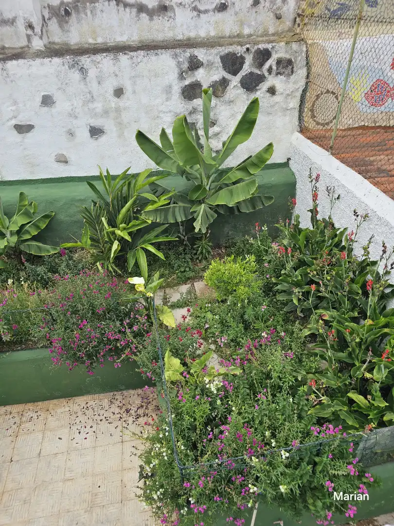 House with terrace to rent in Longuera - Toscal, imagen 3