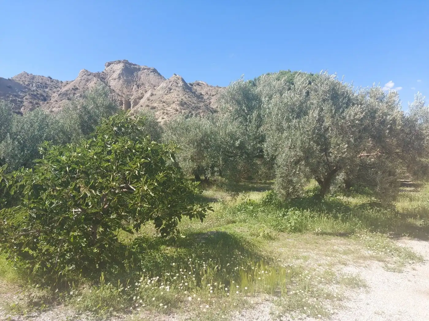 Casa rústica en venda a Guadix, imagen 3