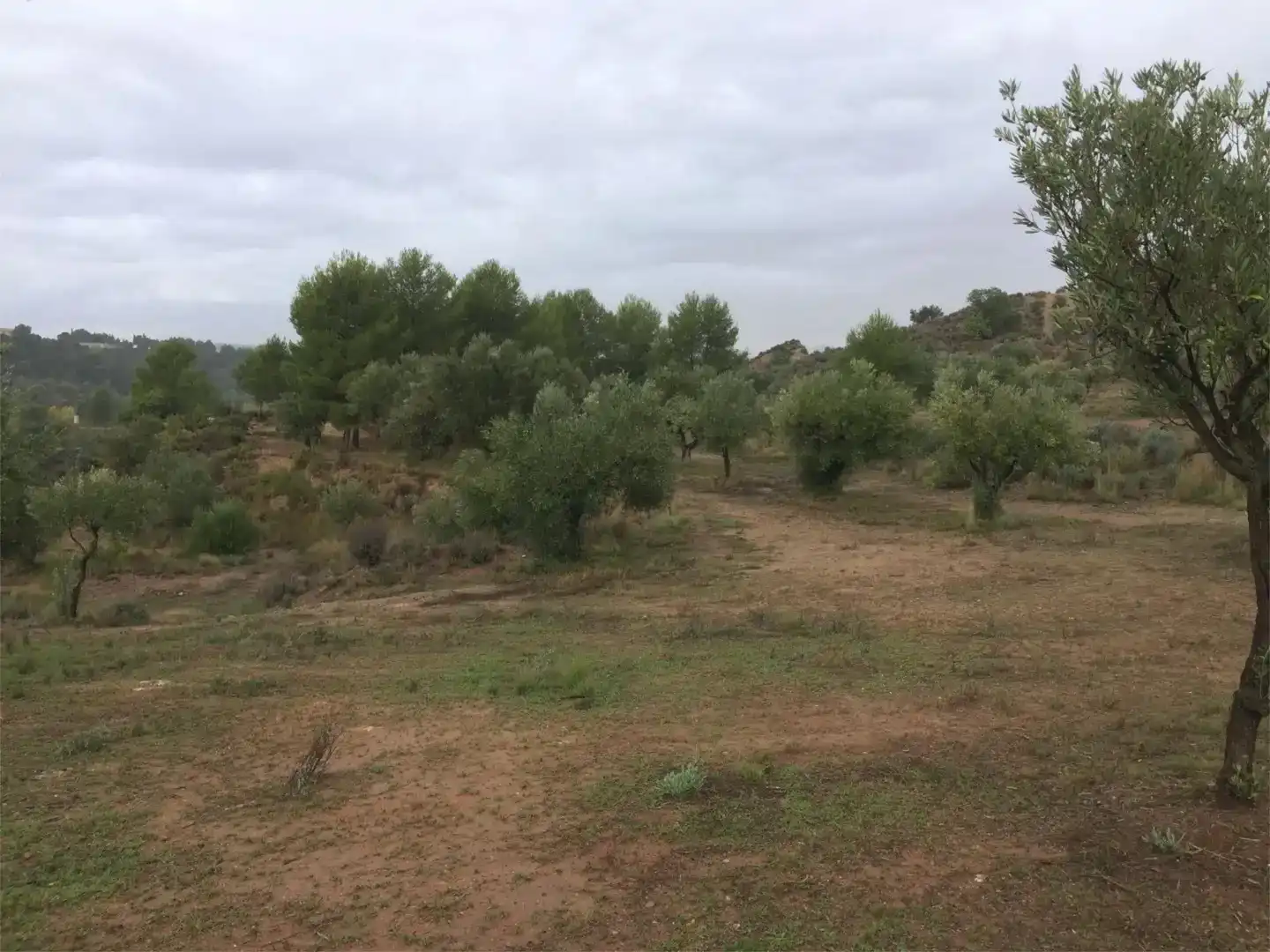 Terreno en venta en Alborache
