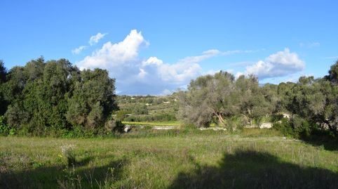 Finca rústica con posibilidad de construir una vivienda en Muro, immagine 5