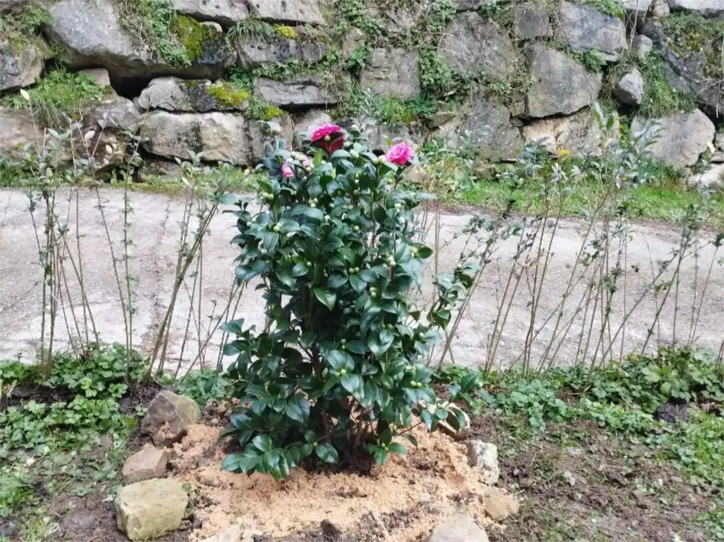 Jardí de Pis en venda en Zegama