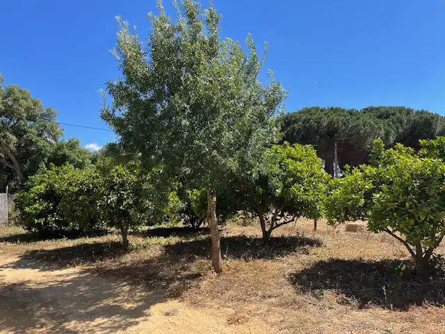Finca rústica en venta en Vejer de la Frontera