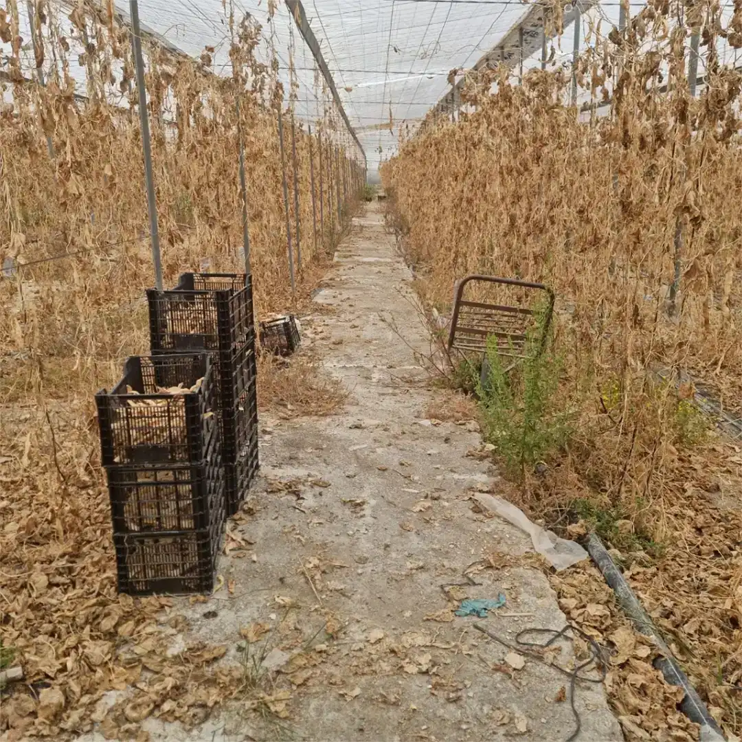 Vista exterior de Finca rústica en venda en Motril