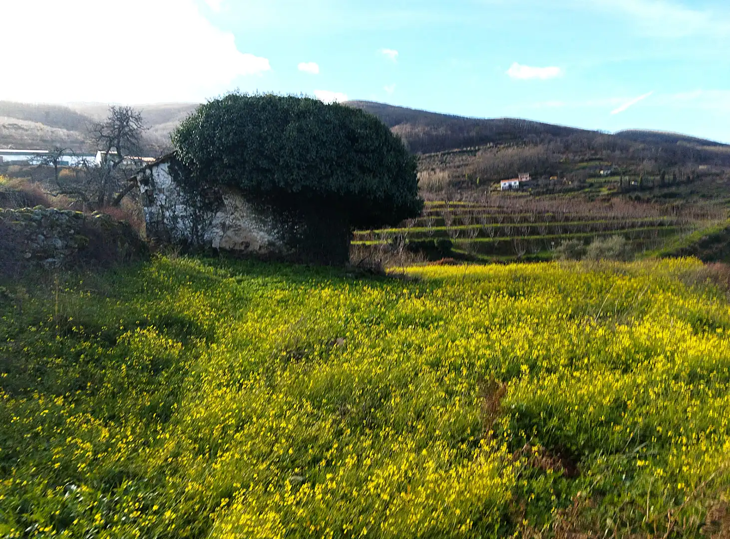 Garden of Land for sale in Casas del Castañar