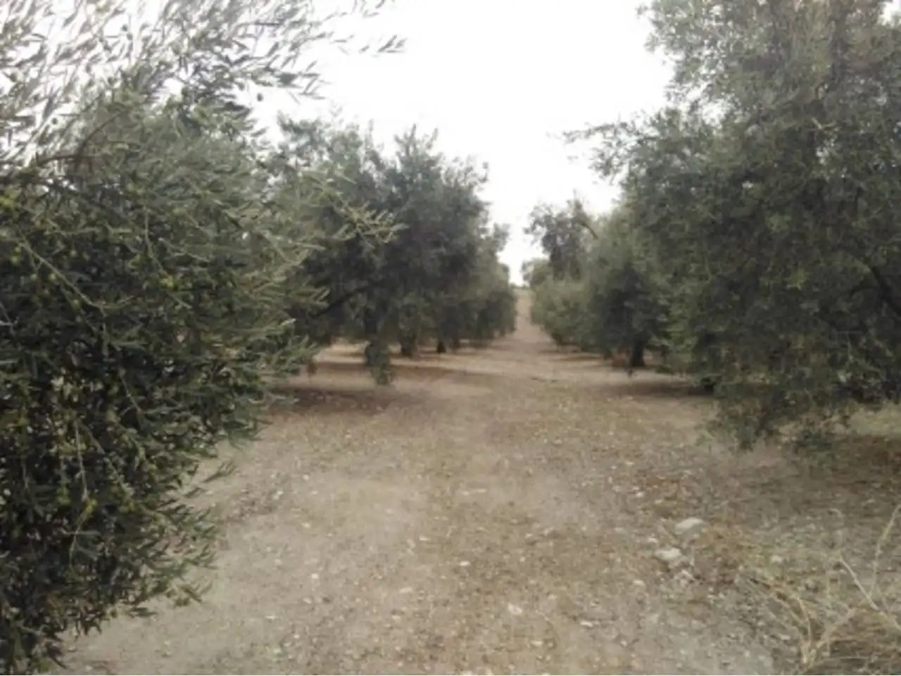 Rural land for sale in Calle TERMINO DE NUEVA CARTEYA, imagen 2
