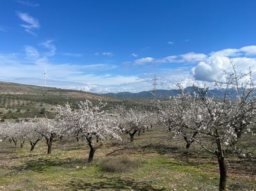 Terreno rustico in vendita a Camino de la Sierra