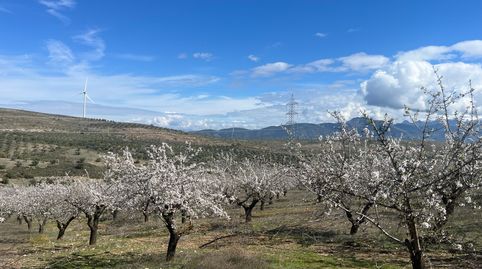 Finca de almendros en Padul