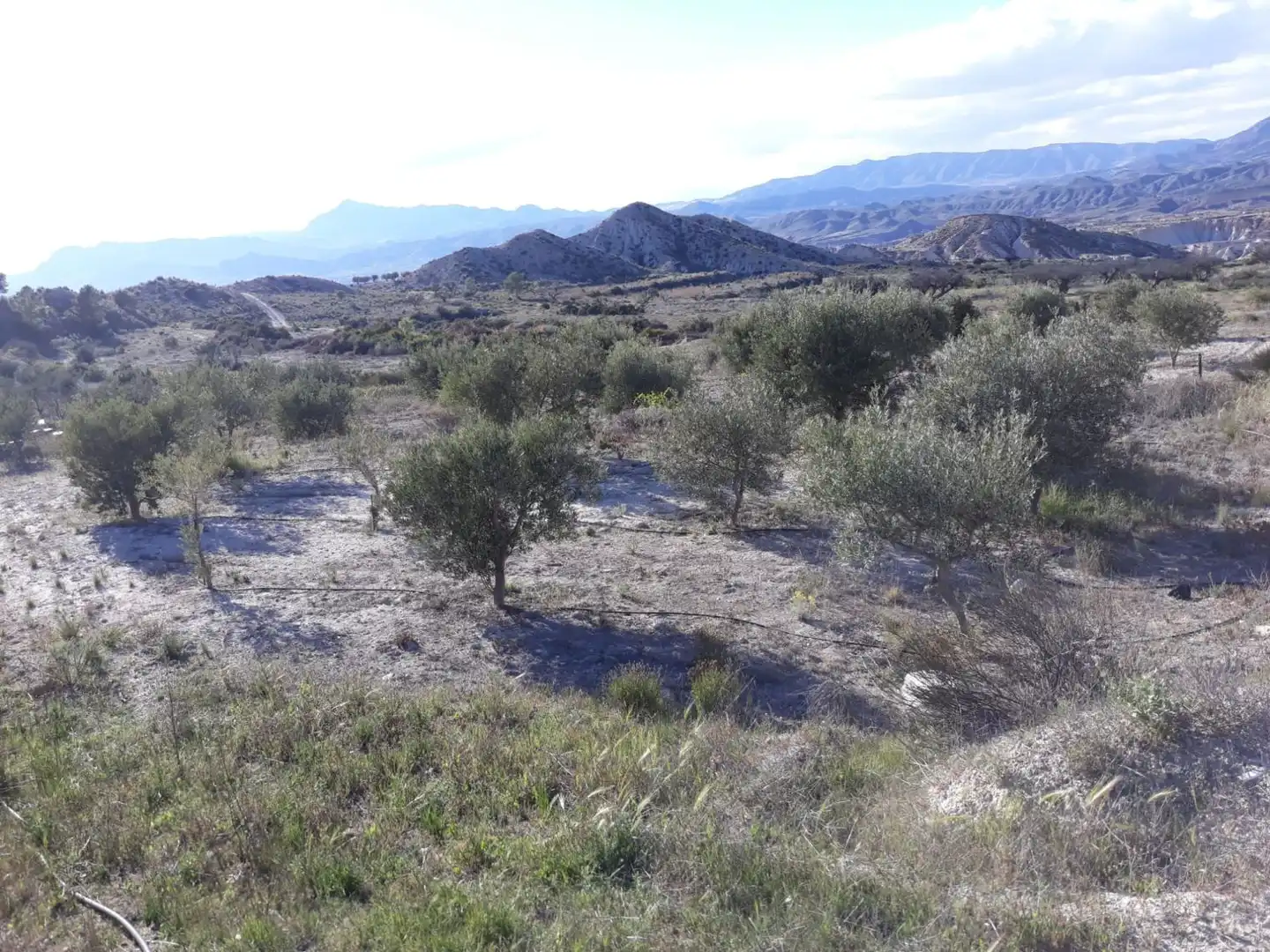 Country homes for sale in Abanilla