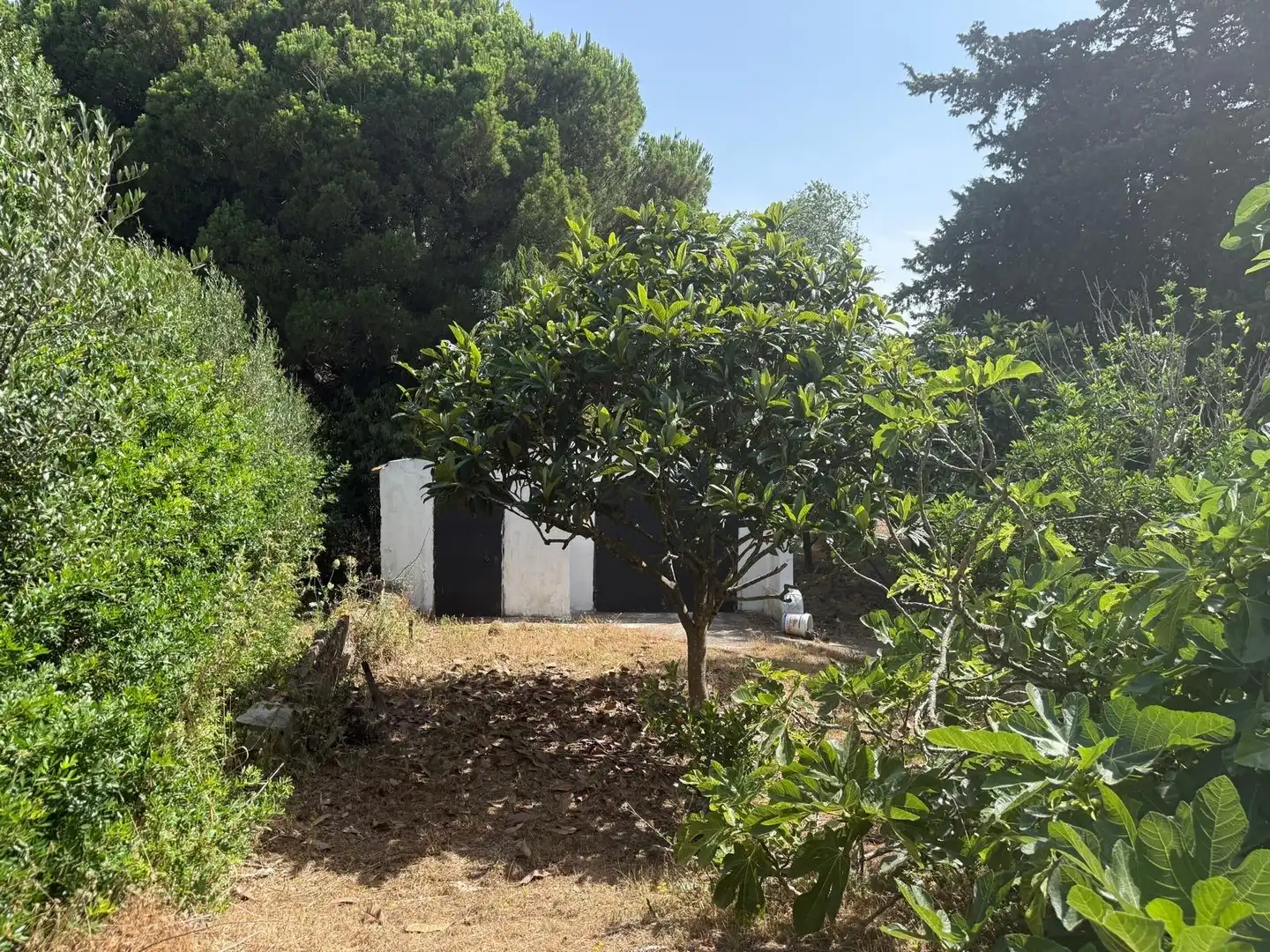Jardí de Casa o xalet en venda en Vejer de la Frontera amb Aire condicionat, Calefacció i Jardí privat
